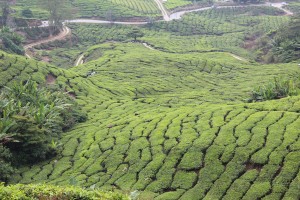 Cameron Highlands-028